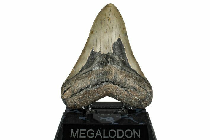 Fossil Megalodon Tooth - North Carolina #348157